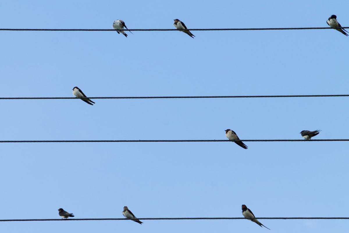 beneficios de las aves en los ecosistemas