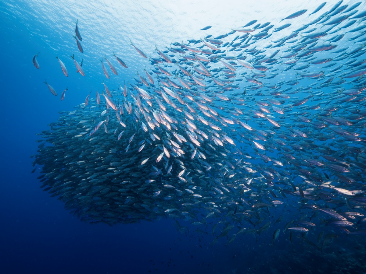 acuerdos para la pesca sostenible