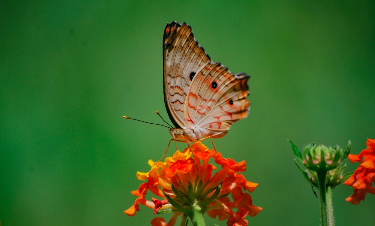 cómo hacer un refugio para mariposas