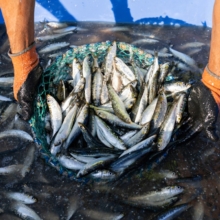 cuáles son las reglas de control de captura en la pesca