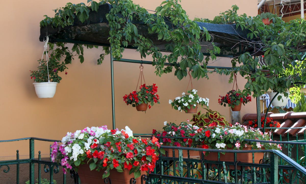 variedad de flores para las mariposas