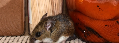 hantavirus cómo se contagia