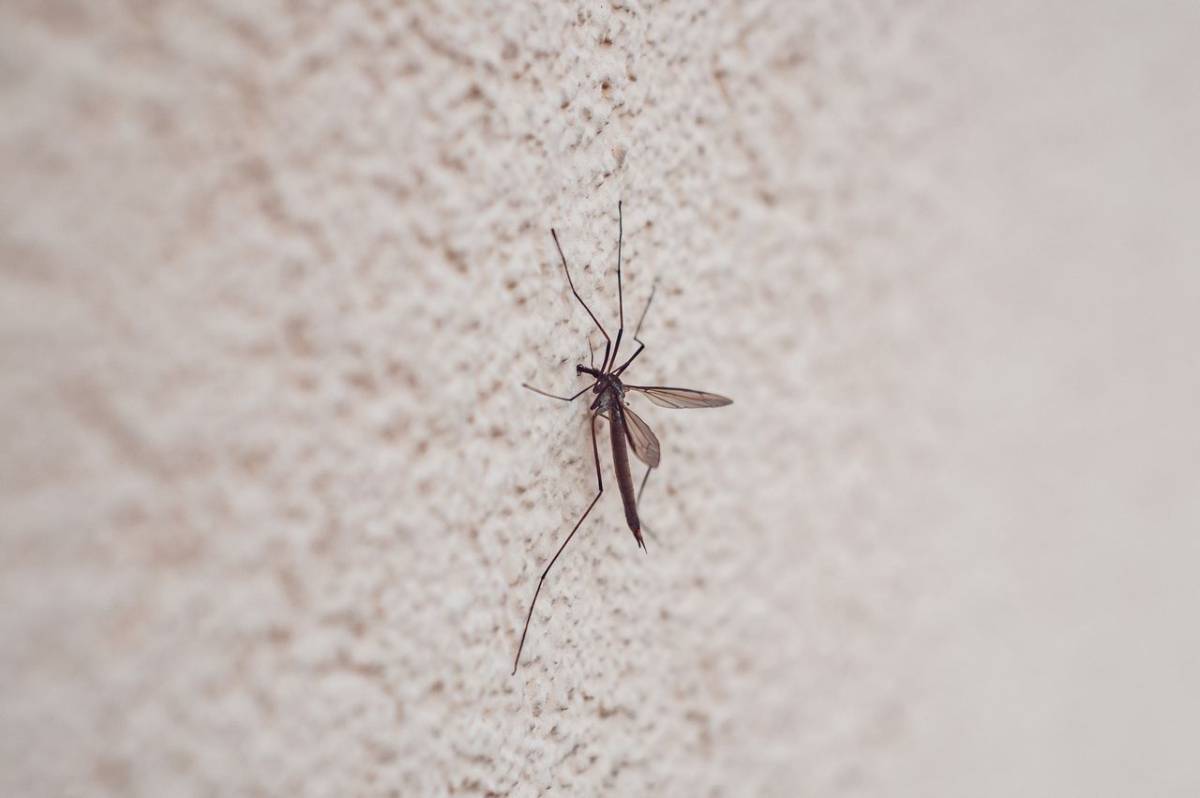 mosquito diurno