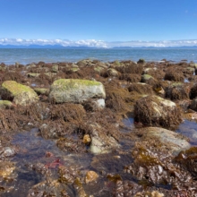 alga especie invasora