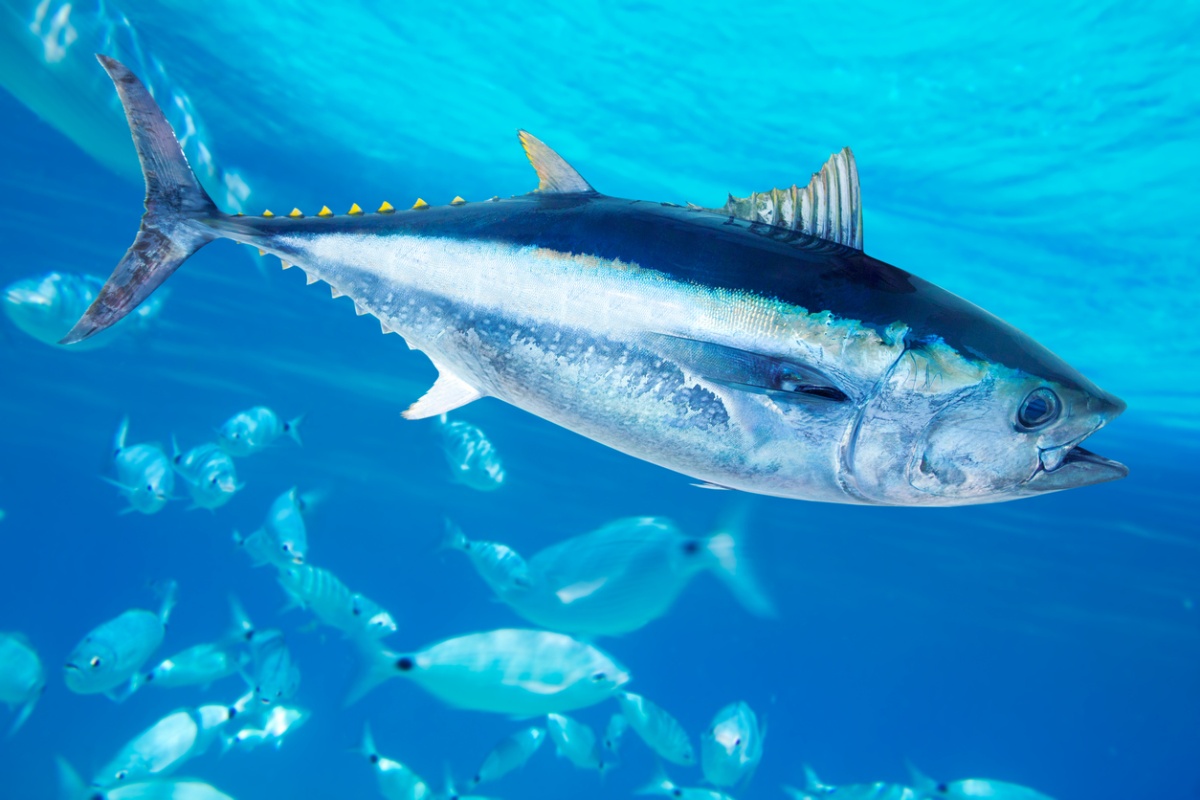 consecuencias del cambio climático y de hábitat de peces
