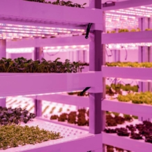 vegetales en laboratorio
