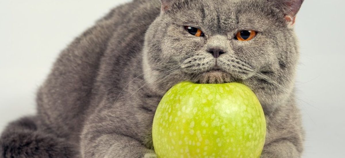 Img gatos frutas peligrosas