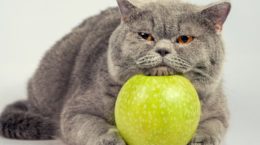 Img gatos frutas peligrosas