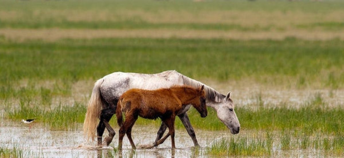 Img donana caballos listg