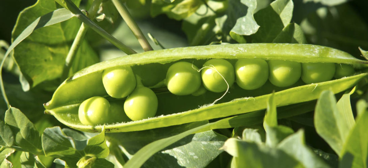 Img huerto guisantes verdes hd