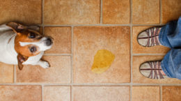 Img perros necesidades casa trucos