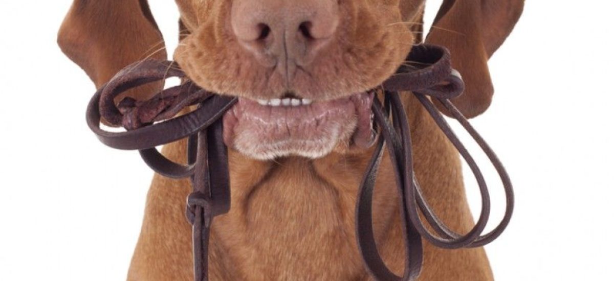 Img efecto lassie pasea perros beneficios1 portada