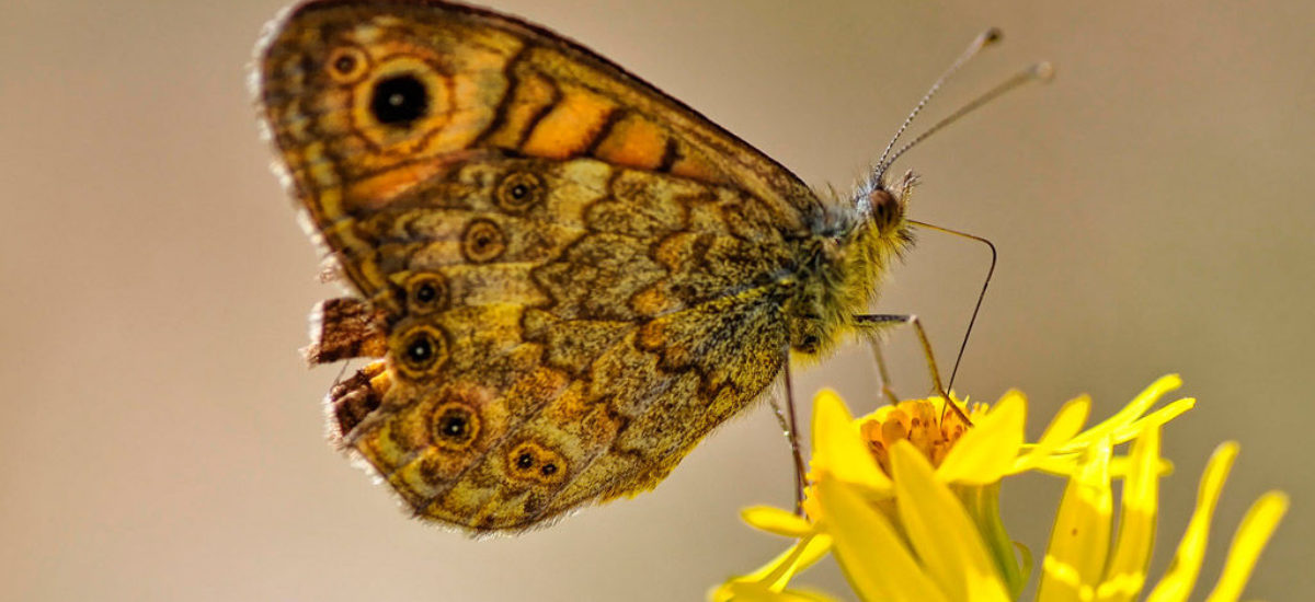 7 acciones para salvar a las mariposas | Consumer