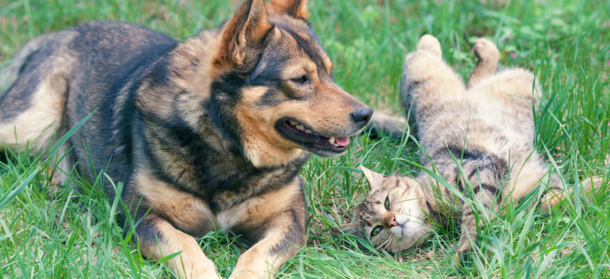 Img perros gatos golpe calor