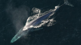 Img ballena azul hd