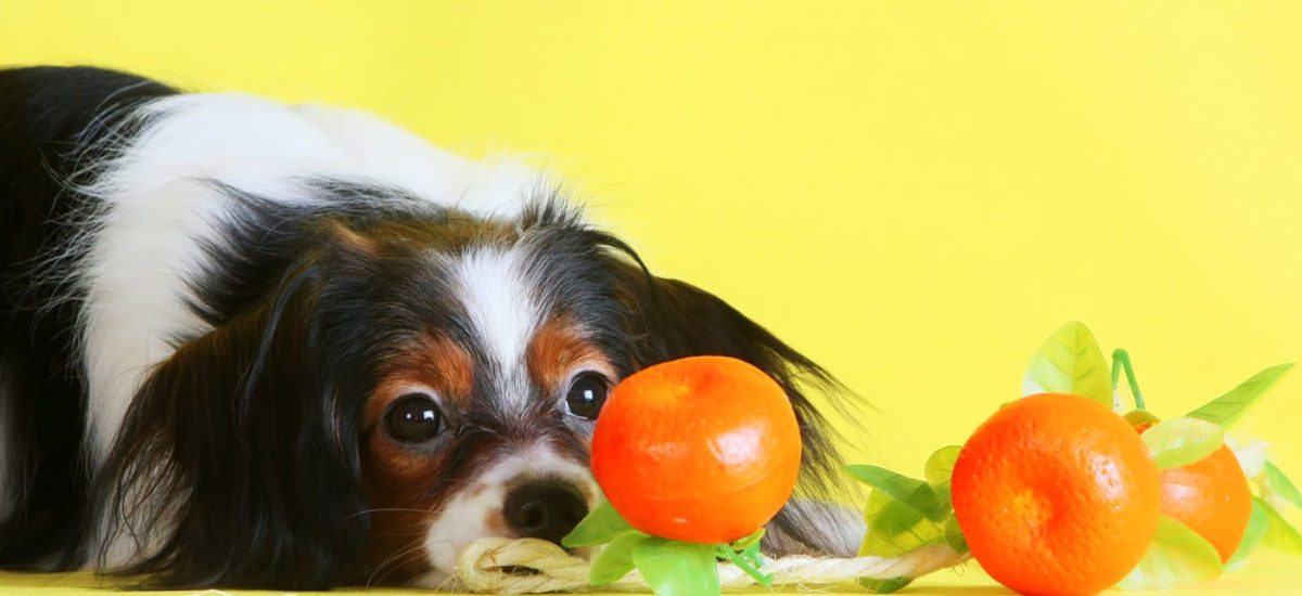 Img perros comer naranjas peligros