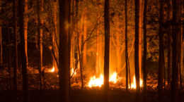 Incendio forestal bosque