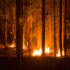 Incendio forestal bosque