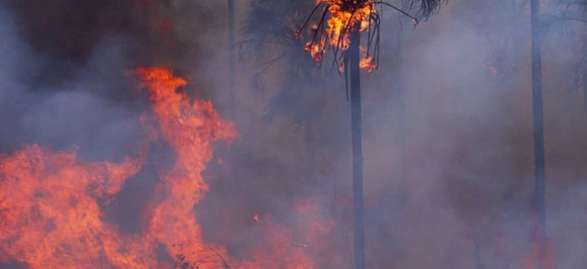 Incendio Amazonas Bolivia By Kaninde