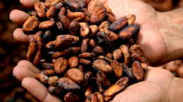 propiedades del cacao