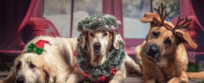 alimentos de navidad tóxicos para los perros