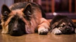 Img parto perros recuperacion cuidados peligros mascotas animales listado