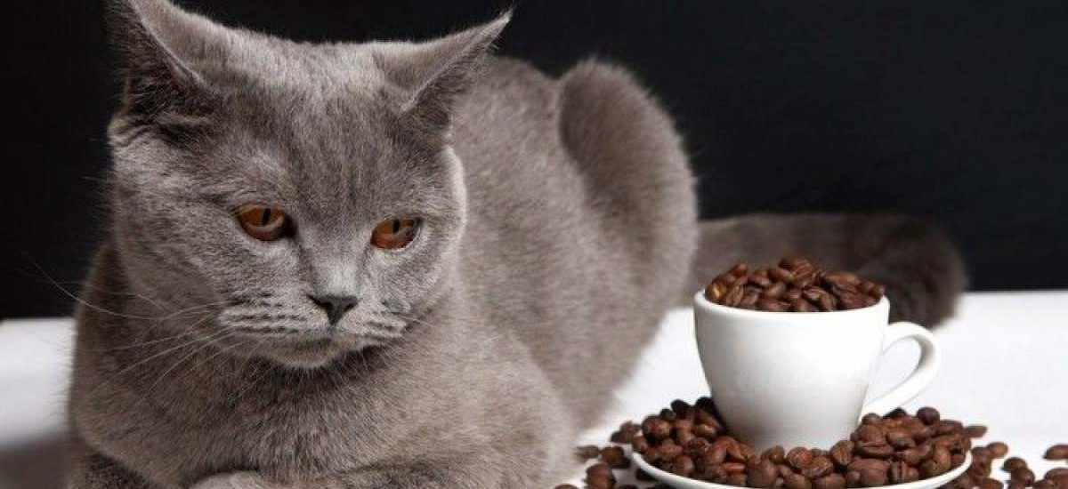 Alimentos peligrosos para gatos | Consumer
