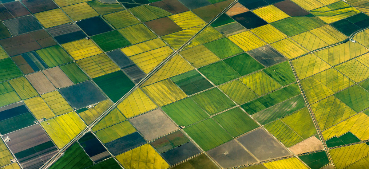 Campo cultivo agro