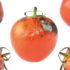 tomate podrido moho descomposicion