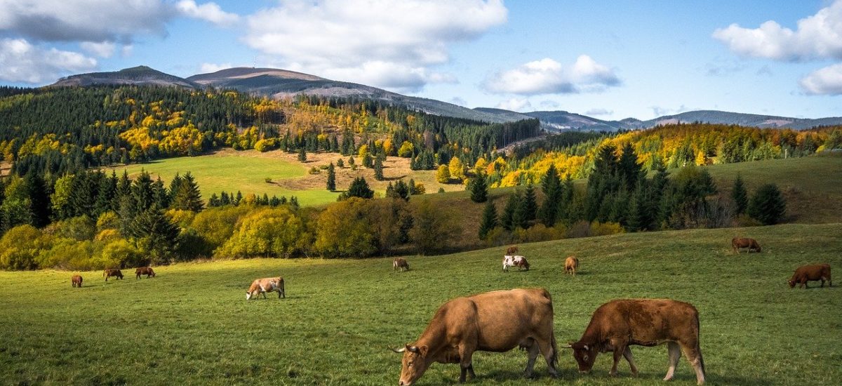 Vacas pastando, símbolo del bienestar animal