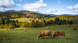 Vacas pastando, símbolo del bienestar animal