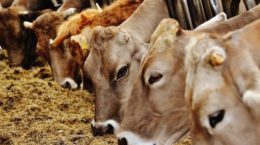 Vacas en granjas con certificado Welfair