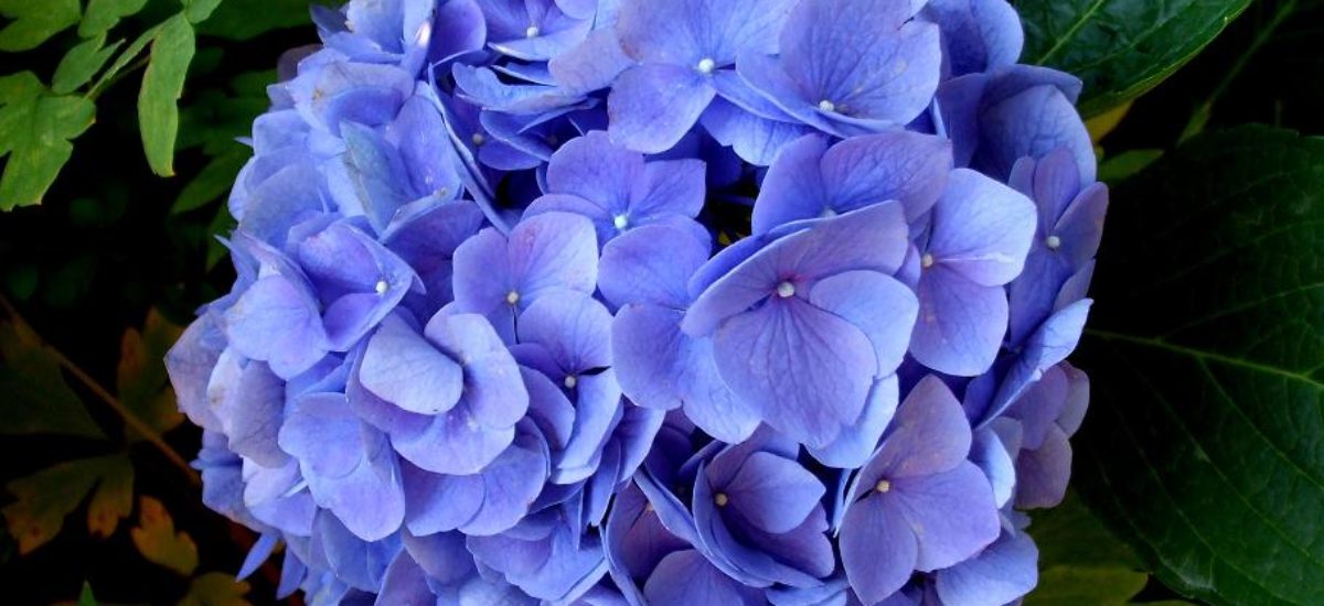 Img hortensia azul