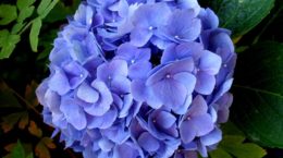 Img hortensia azul