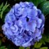Img hortensia azul