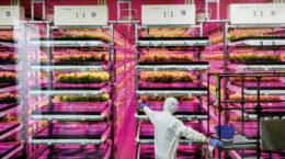 industria alimentaria innovacion cultivo infrarrojos