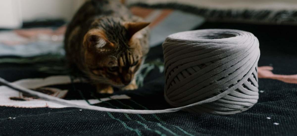 de lana ¿juguete peligroso para el gato? | Consumer