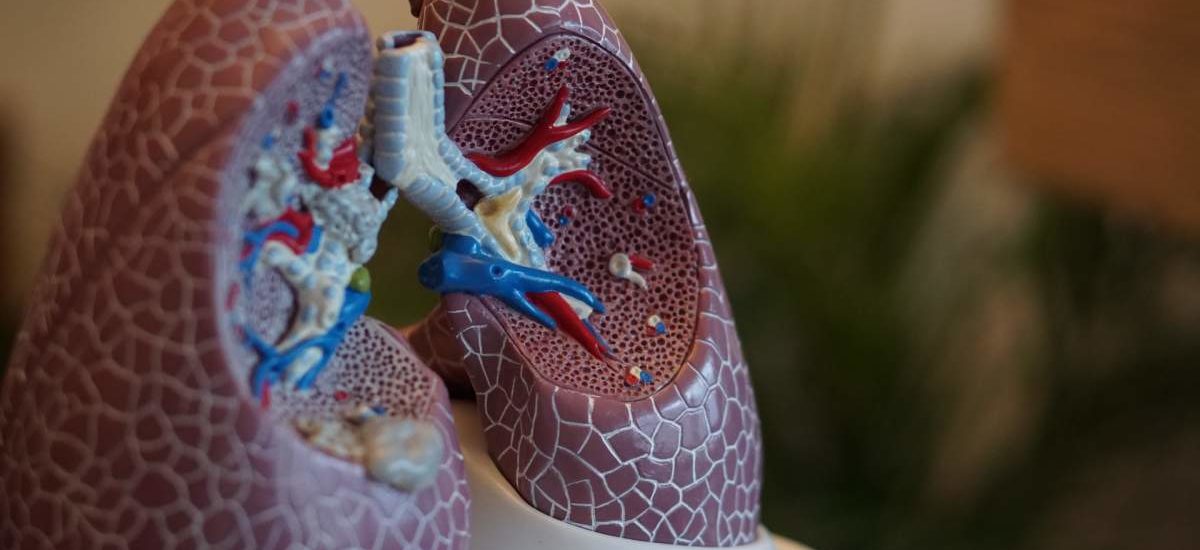 pulmones respiracion
