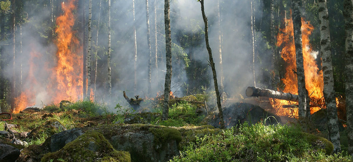 Coste de un incendio forestal