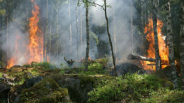 Coste de un incendio forestal