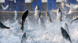 pescado de acuicultura y sostenibilidad