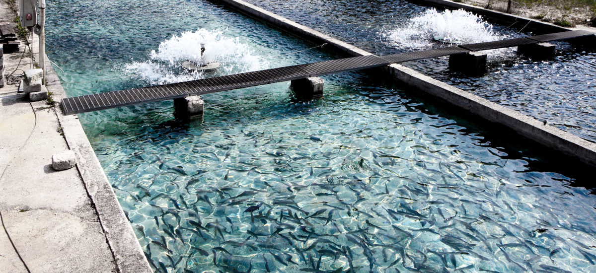 acuicultura y sostenibilidad medioambiental