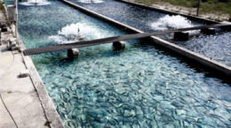 acuicultura y sostenibilidad medioambiental
