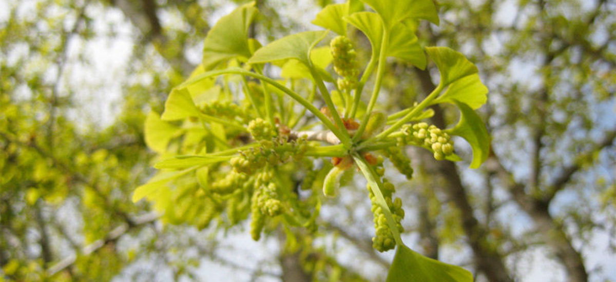 Img ginkgo biloba