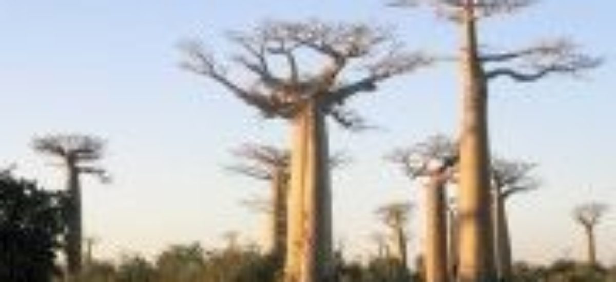 Img baobabs1 listado