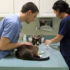 Img veterinario gato