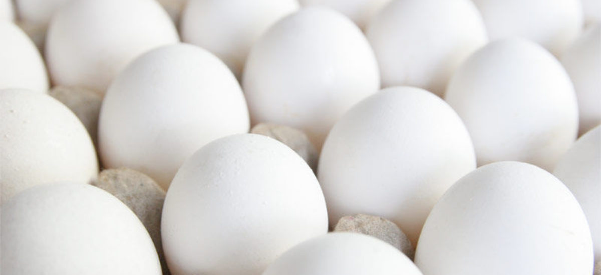 img_huevos2 Img huevos