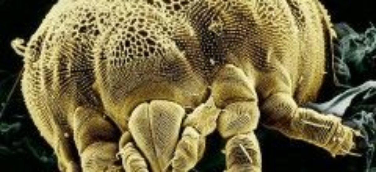 img_acaro1 Img acaro