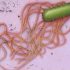 Img salmonella