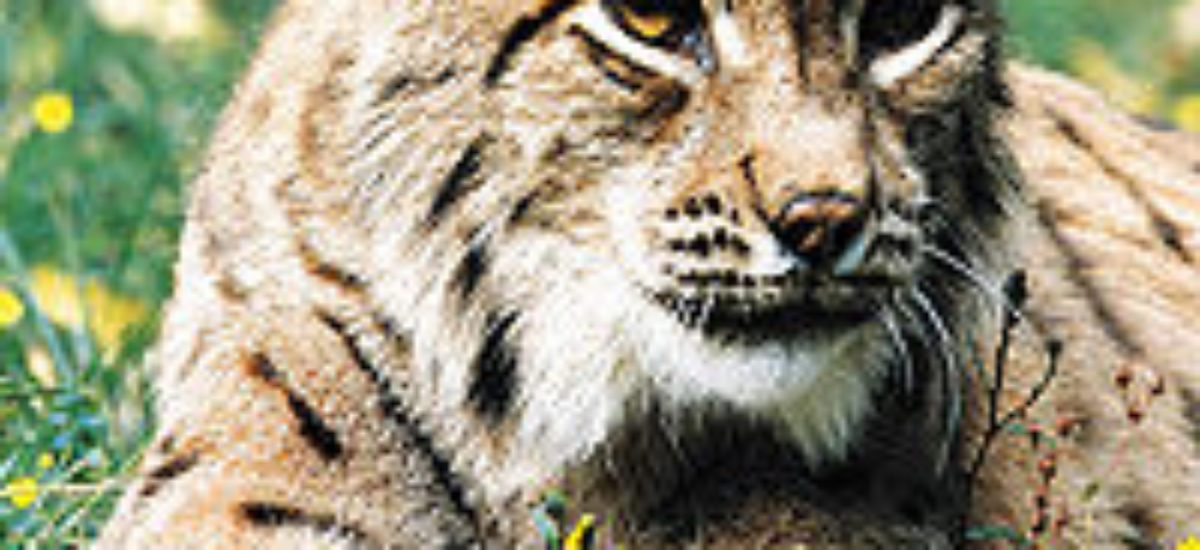 img_lince-2 Img lince